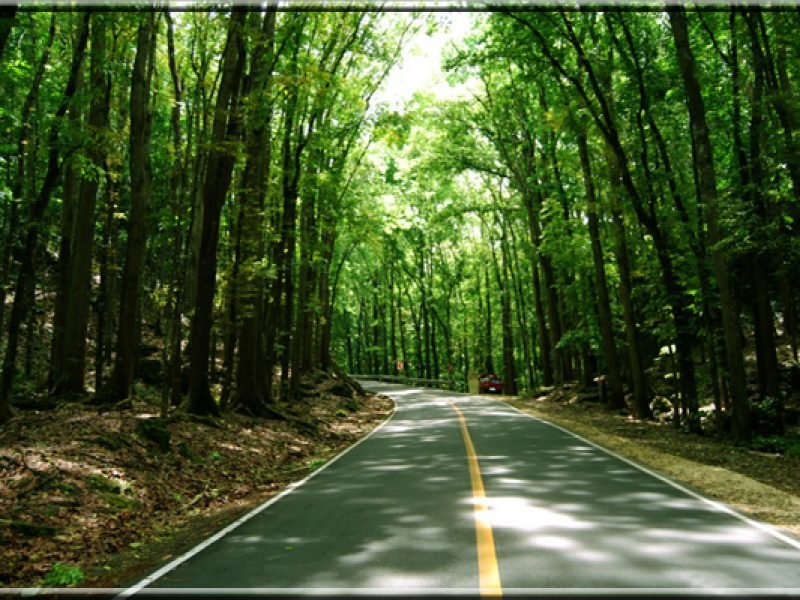 Bohol Countryside Tour