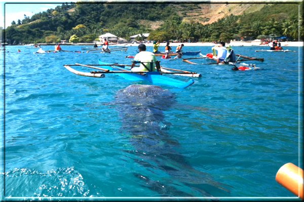 Kawasan Falls Adventure + Whale Shark Watching Private Tour
