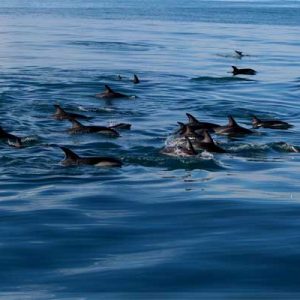 Hilutungan Island + Mactan Tour