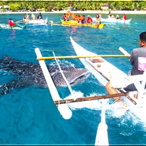 Simala Monastery + Whale Shark Watching