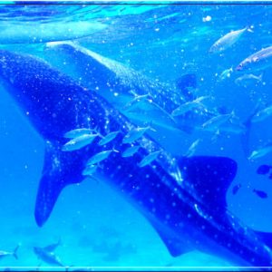Oslob Whale Shark Watching