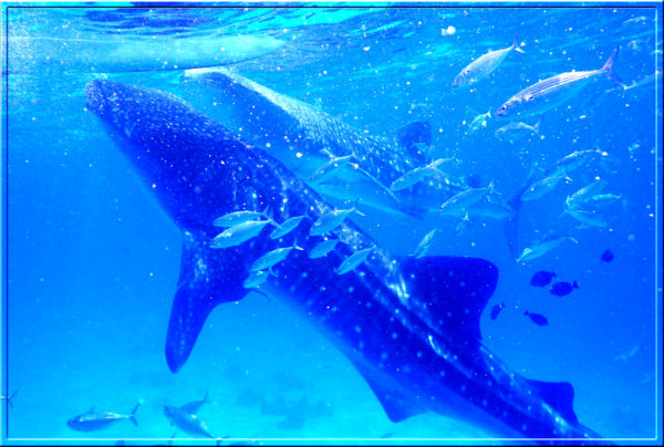 Oslob Whale Shark Watching