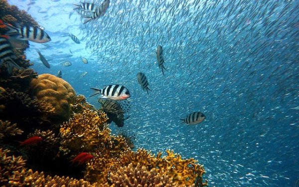 Whale Shark + Sardine Run
