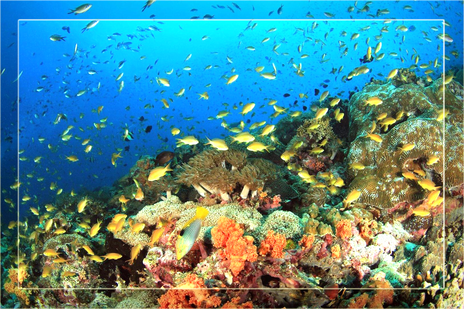Diving in Moalboal, home of the sardine run