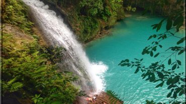 Kawasan Falls Whale Shark