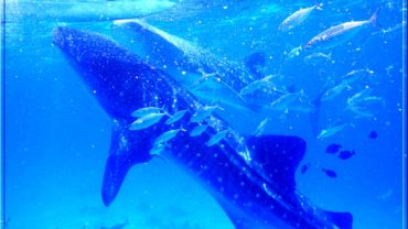 Oslob Whale Shark Watching